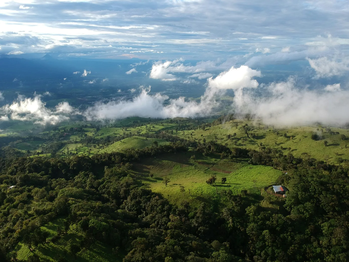 Lush green rainforest foliage and mist in Costa Rica
