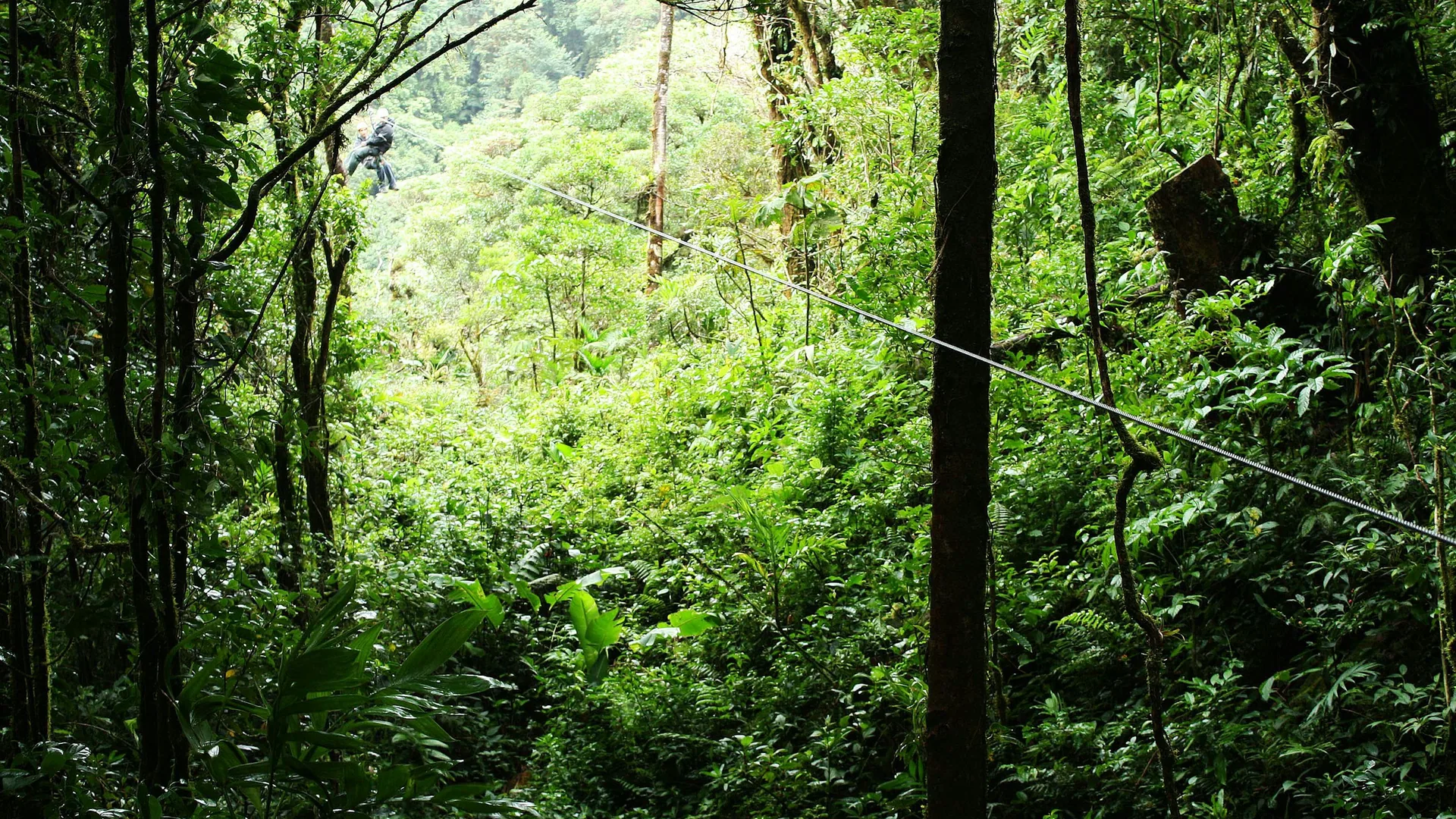 A person ziplining high above green cloud-forest canopy in Monteverde, Costa Rica